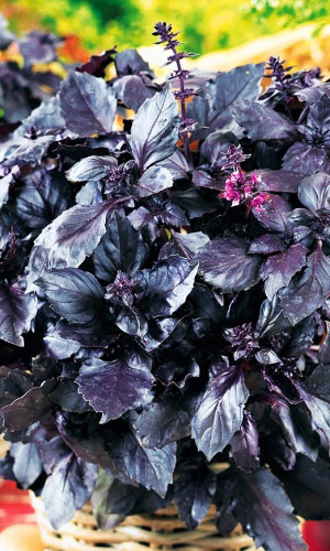 Базилик овощной Фиолетовый Блеск  (УД)  0,25 гр цв.п.