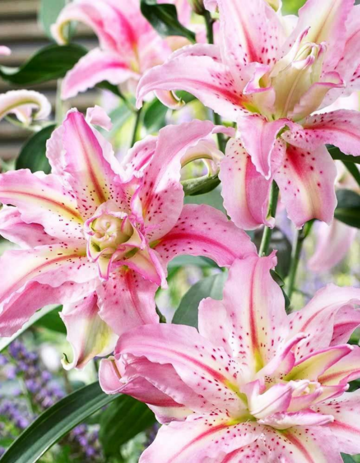 

Лилия Брокен Харт