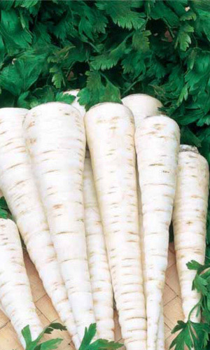 Петрушка корневая Быстроотрастающая (УД) 1,5 гр цв.п.