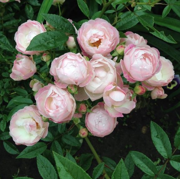 Роза почвопокровная Пинк Морсдаг