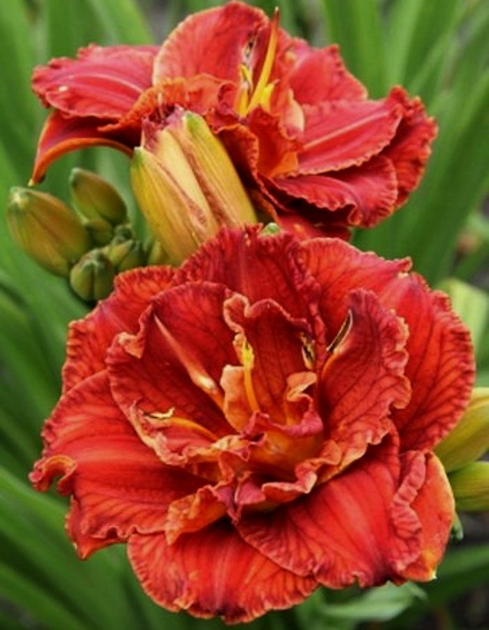 

Лилейник Дабл Файркрэкер