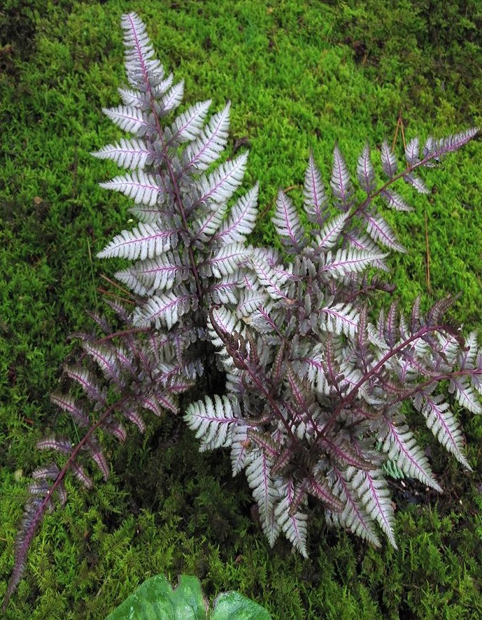 

Папоротник кочедыжник Бургунди Лейс 1 шт Р9