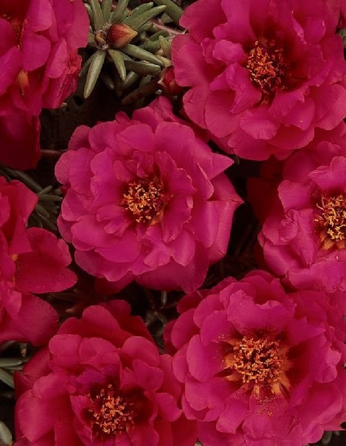 Портулак крупноцветковый Вишневый 02 гр 49₽