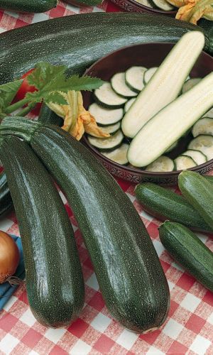 Кабачок Уголек - цукини (УД) 10 шт цв.п