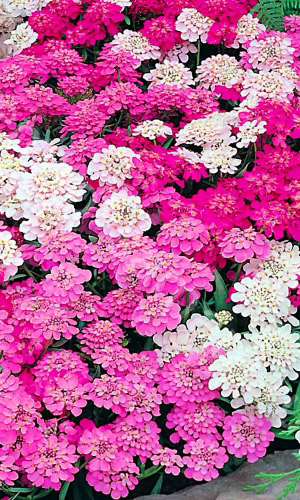 Иберис Яркая смесь (УД) 0,2 г цв п