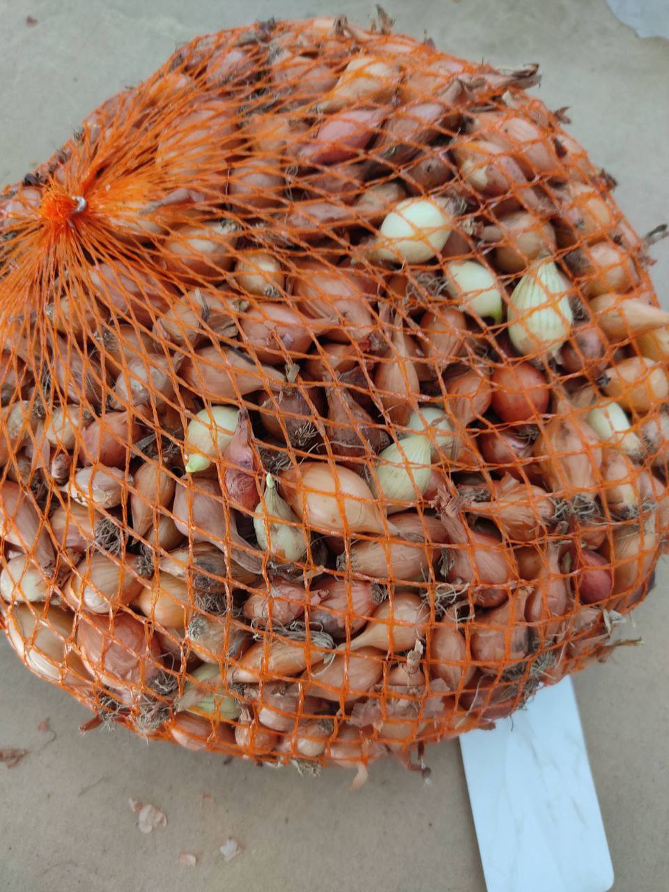 Лук севок Стригуновский местный 1 кг УЦЕНКА семена лук репчатый стригуновский местный ор а 1 г