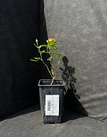 Роза чайно-гибридная Амбианс