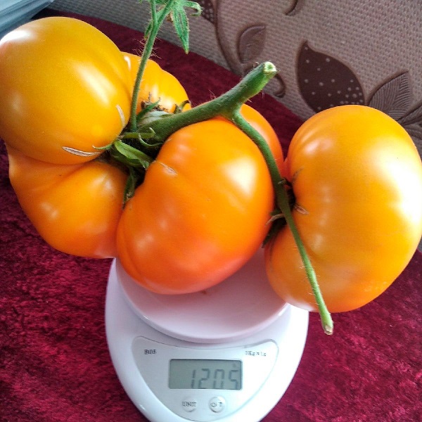 Томат Ананасный (УД) 20 шт цв.п