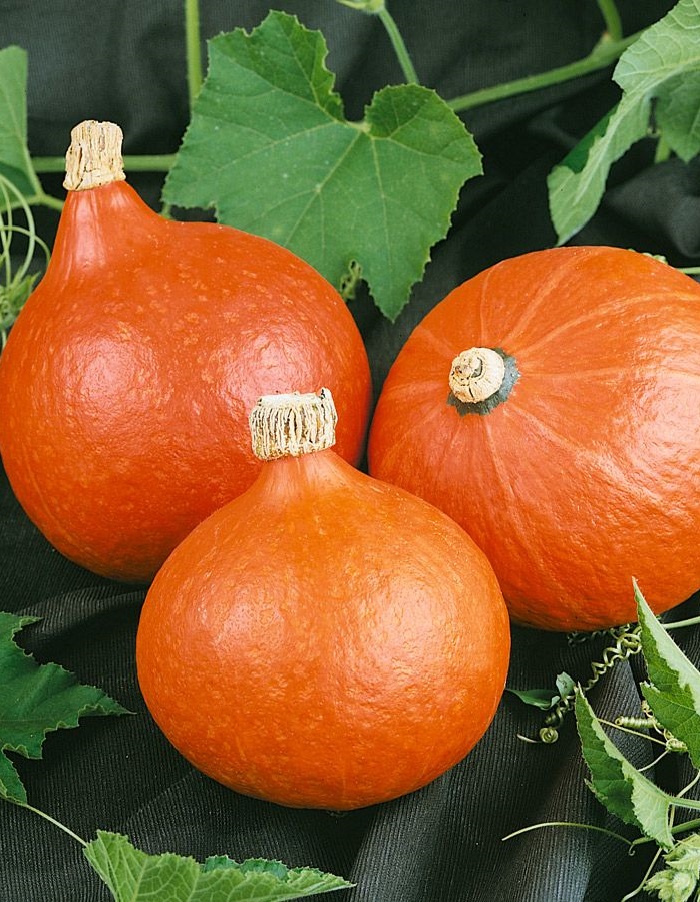 Тыква Оранж Сан F1 (Wing Seed) 5 шт. цв.п. семена томат чио чио сан 0 05г чио чио сан оранж