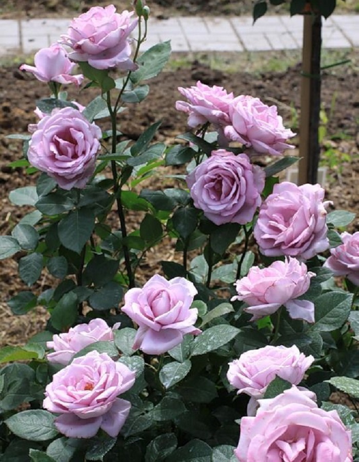 

Роза чайно-гибридная Волтс Тайм