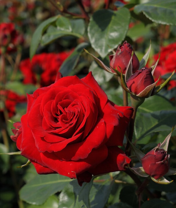 Роза спрей Сангрита