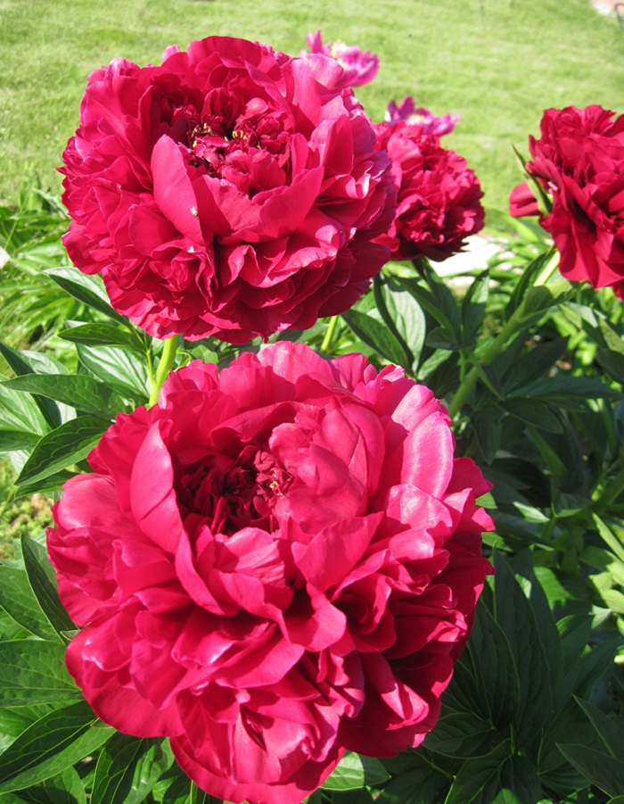 

Пион травянистый Генри Бокстос