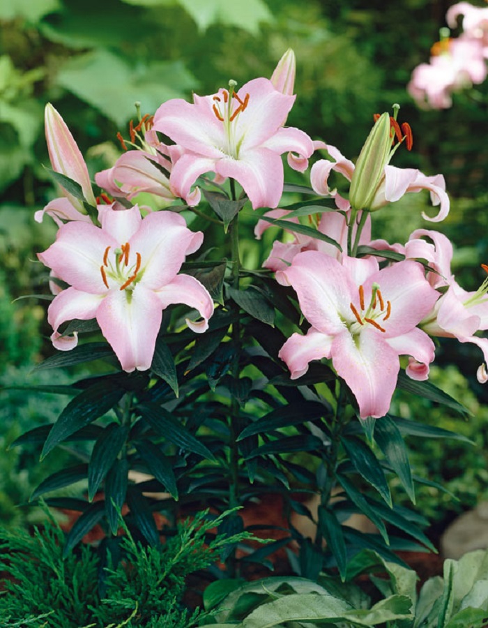 

Лилия Бразилия