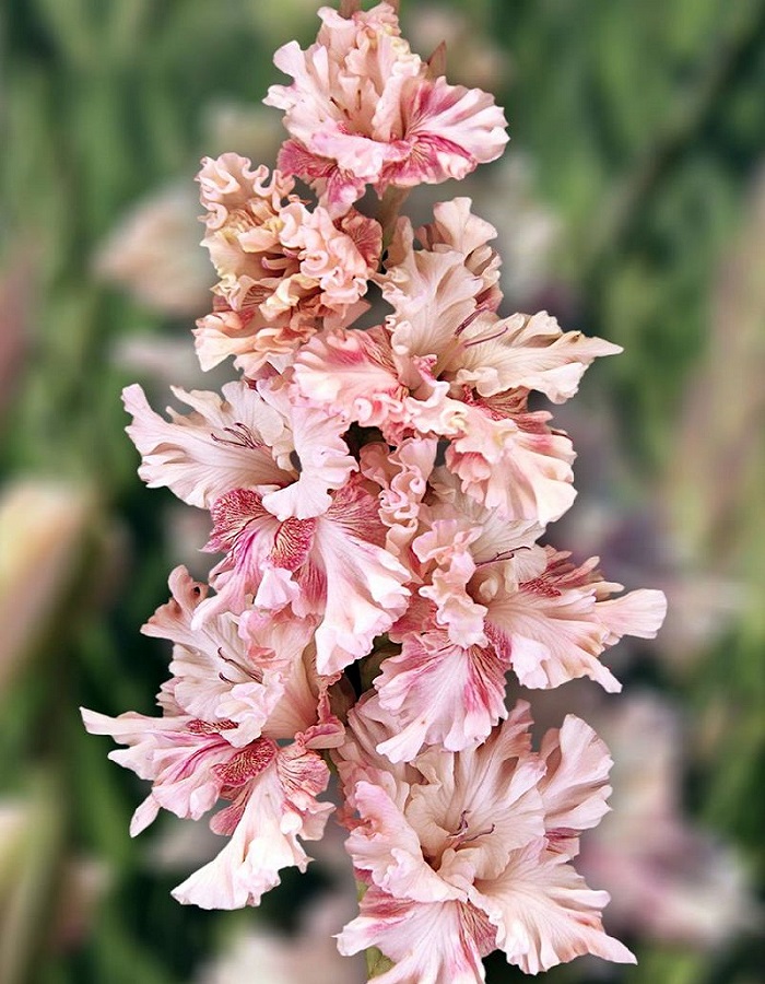 

Гладиолус Тот самый Мюнхаузен