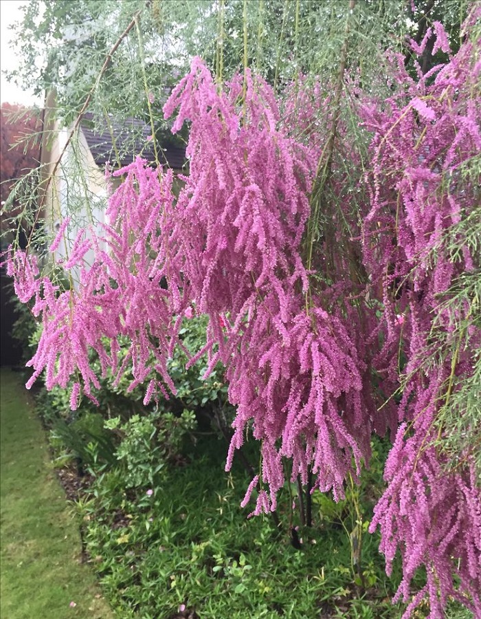 

Тамарикс Мелкоцветковый 1 шт Р9