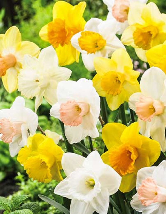 Набор Нарциссы трубчатые 6 шт набор белые тюльпаны и нарциссы 38 шт
