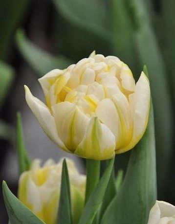 

Тюльпан Фламинг Эвита 1 уп.(6шт.)