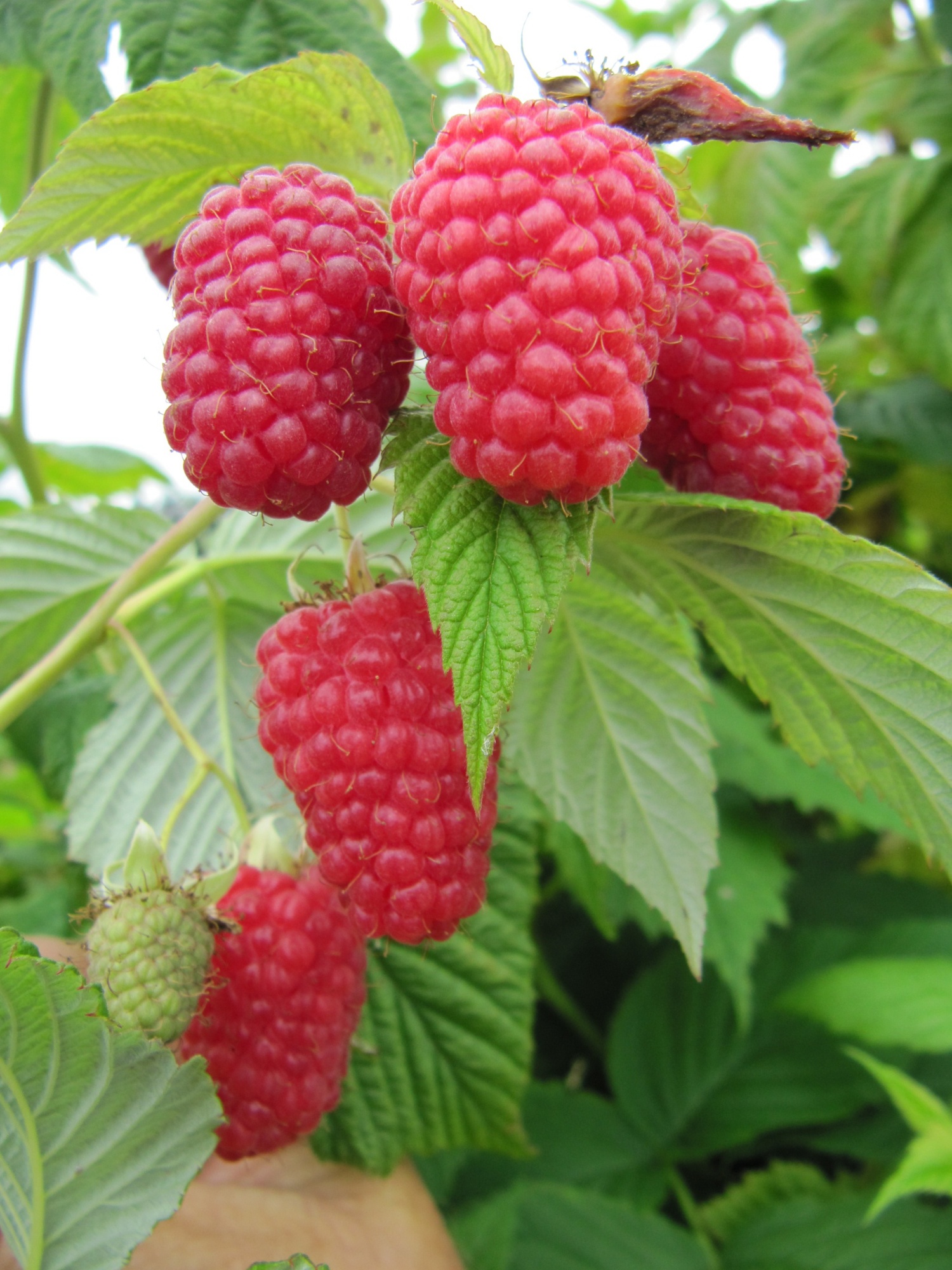 

Малина крупноплодная Гусар