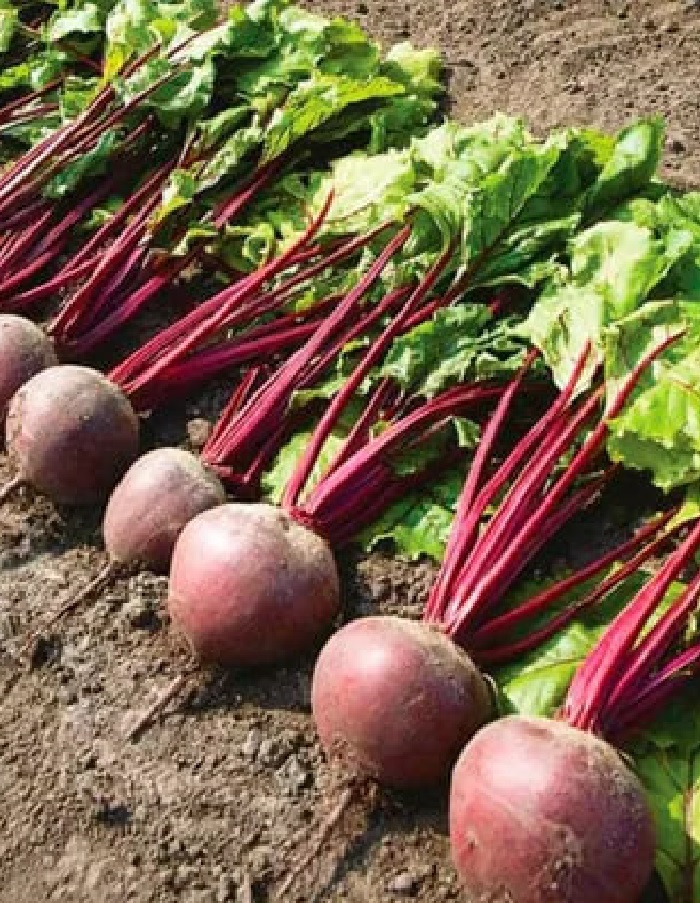 

Свекла Герман F1 (УД) 2 гр цв.п.