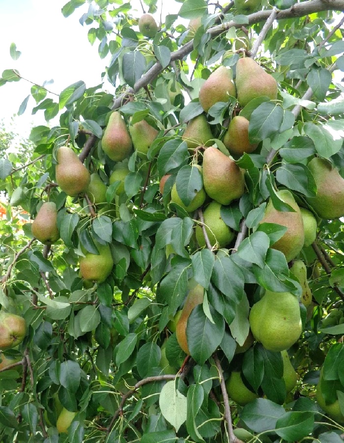 

Груша Пермячка