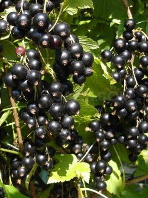 Смородина черная Севчанка