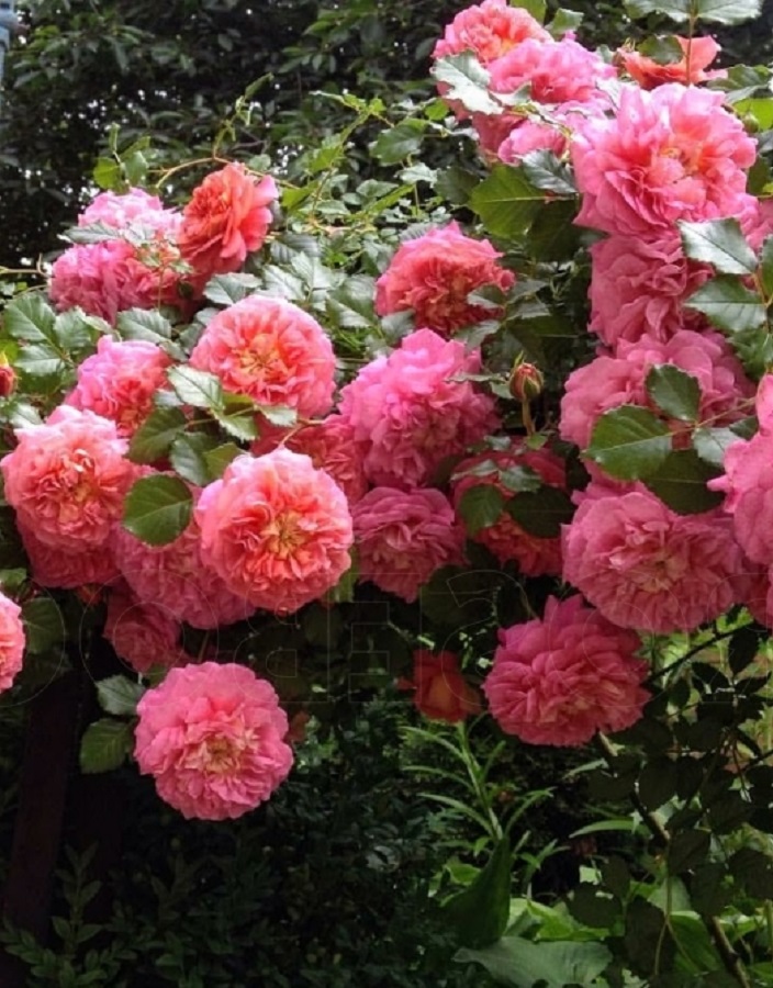 

Роза английская Кристофер Марлоу