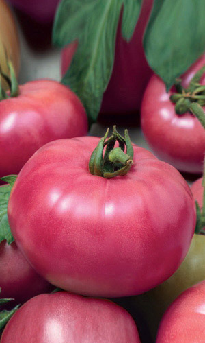 Томат Микадо Розовый (УД) 20 шт. цв.п. 