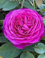 Роза флорибунда Хайди Клум