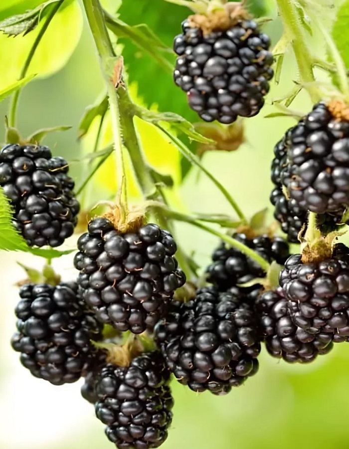 

Ежевика Оушито