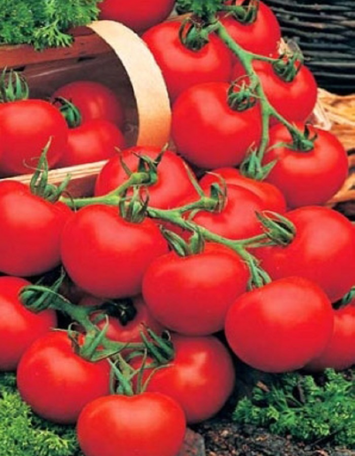 Томат Наш Благовестник (УД) 12 шт. цв.п. семена томат наш благовестник f1 4 упаковки 2 подарка