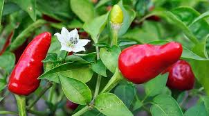 Наши гибриды: «добрый» и «злой» друг-перец