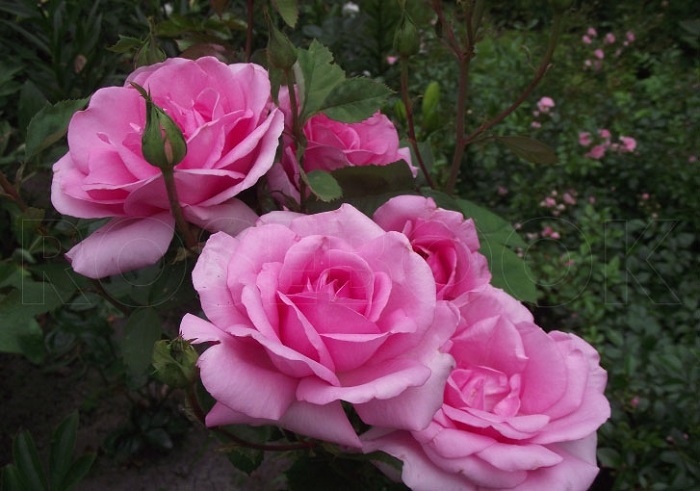 Роза парковая Жардин де Вилландри