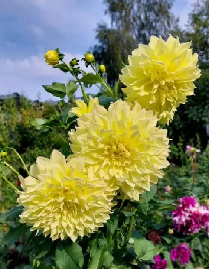 

Георгина Кельвин Флудлайт 1 шт XXL