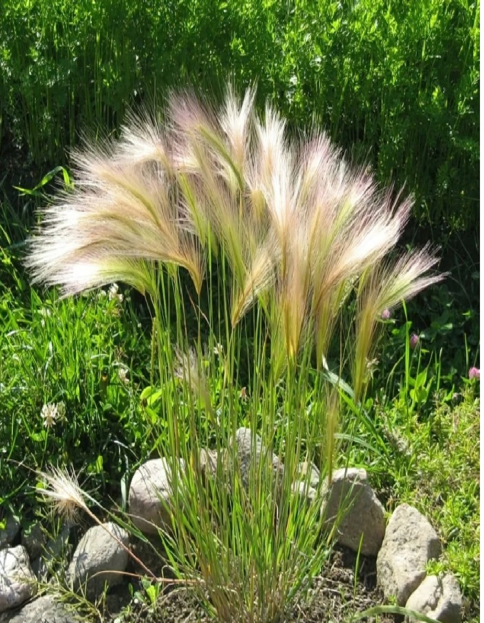 

Ячмень гривастый 1 шт Р9