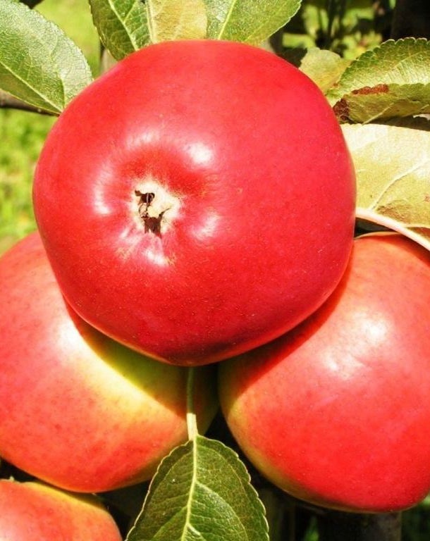 Яблоня Сабрина