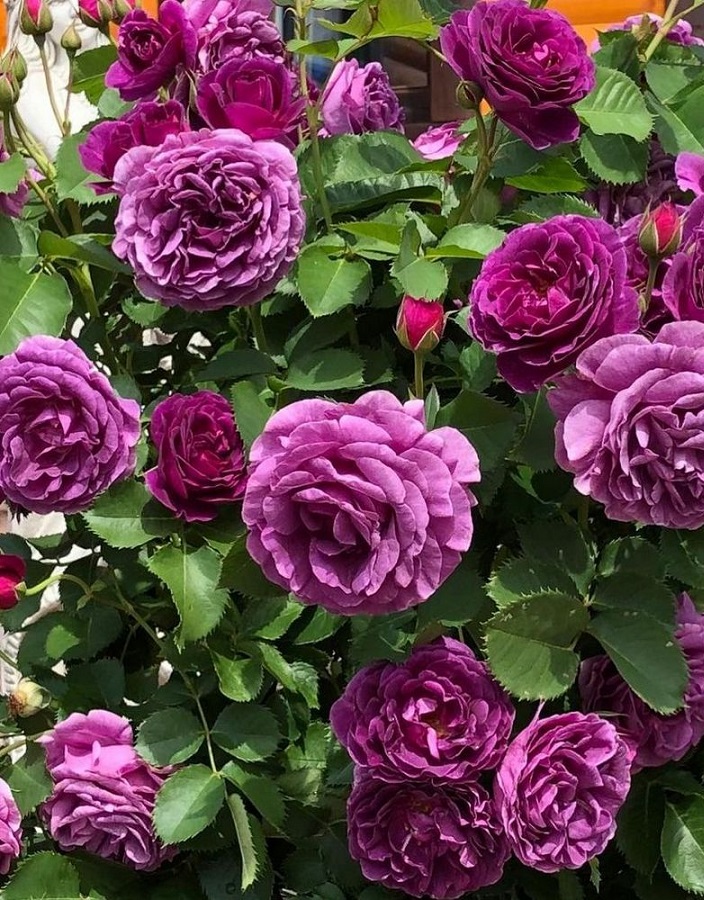 

Роза флорибунда Минерва