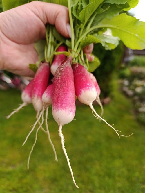 Редис Санькина Любовь (УД) ГЕЛЕВОЕ ДРАЖЕ 150 шт цв.п.