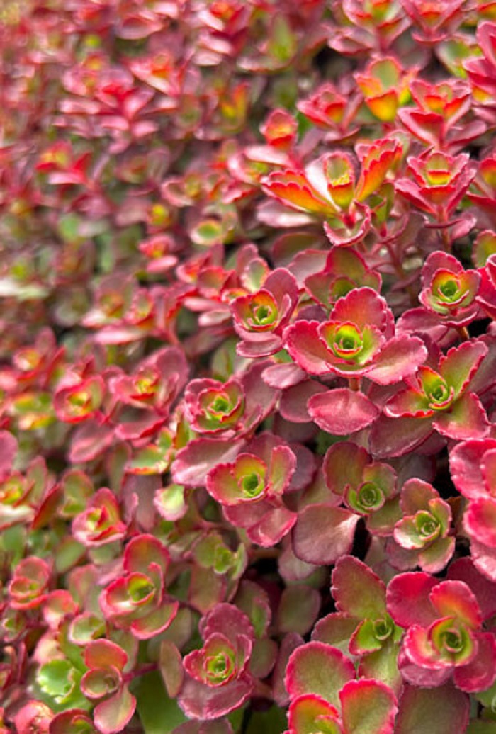 

Очиток ложный Пурпуреум Винтер 1 шт Р9