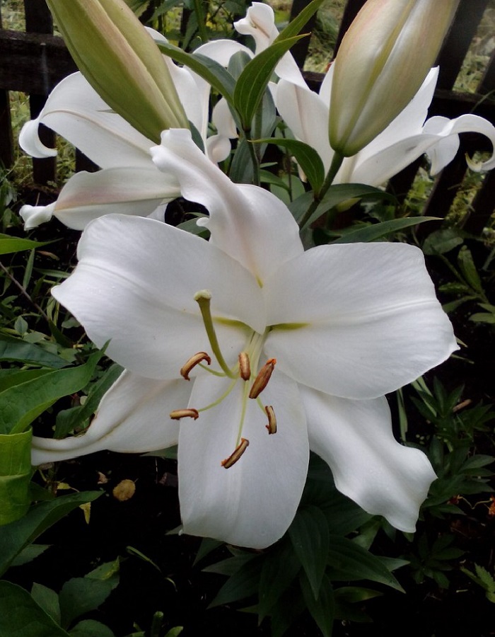 Лилия Касабланка (горшок), Многолетние цветы и травы, Лилия