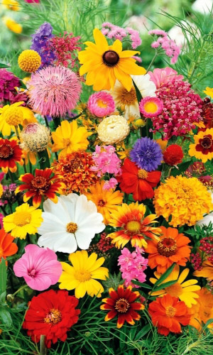 Смесь цветов Добрая Память - С для надгробий и могил в солнечных местах (УД) Цв.п 1 г