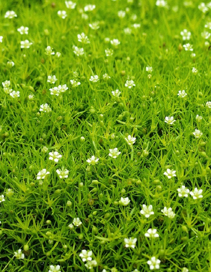 

Мшанка ASF 1 шт Р9