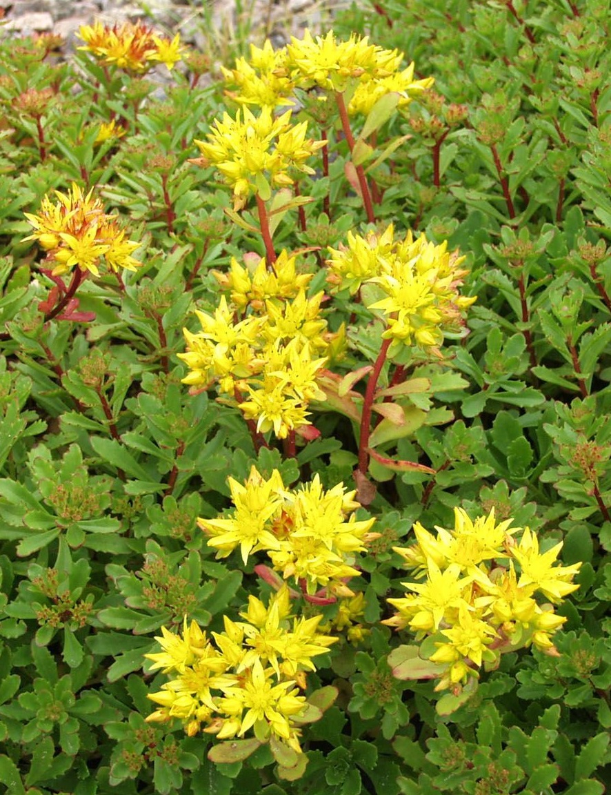 

Очиток ложный Желтый 1 шт Р9