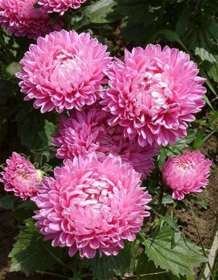 

Астра пионовидная Королева гигантов в серебристо-розовом (УД) 0,2 гр цв п