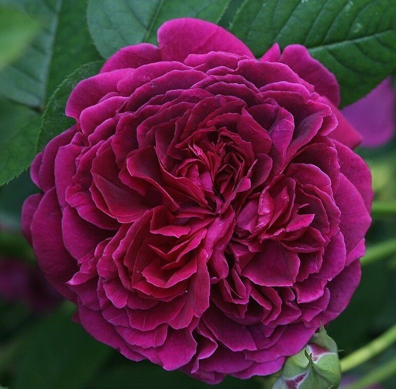 Роза английская Фишерман Фринд