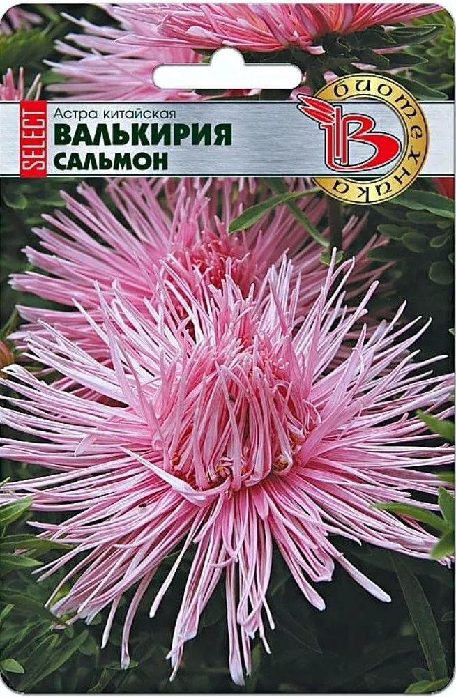 Астра Валькирия селект Сальмон 30 шт 107₽
