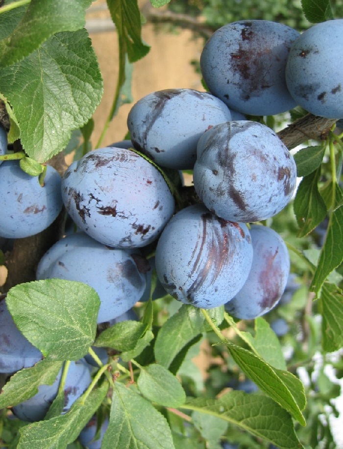 

Слива Чебаркульская