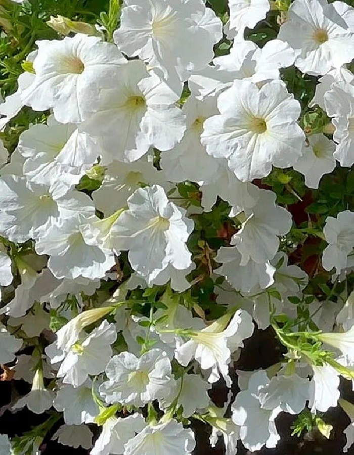 

Петуния каскадная Эклиптика F1 Милки Вей 5 шт