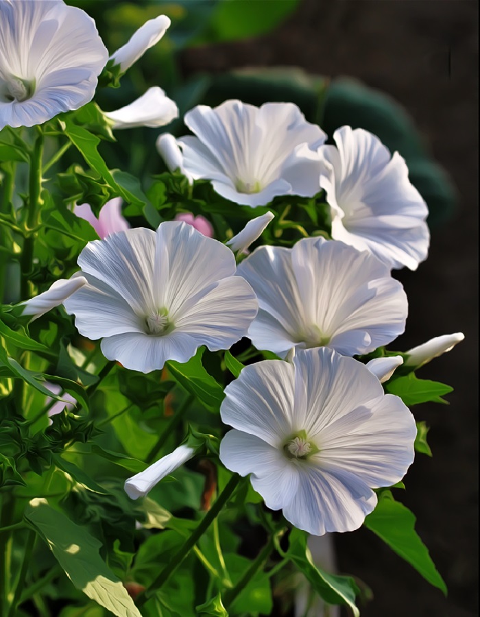 

Лаватера Сакура белая (УД) 0,2 гр цв п