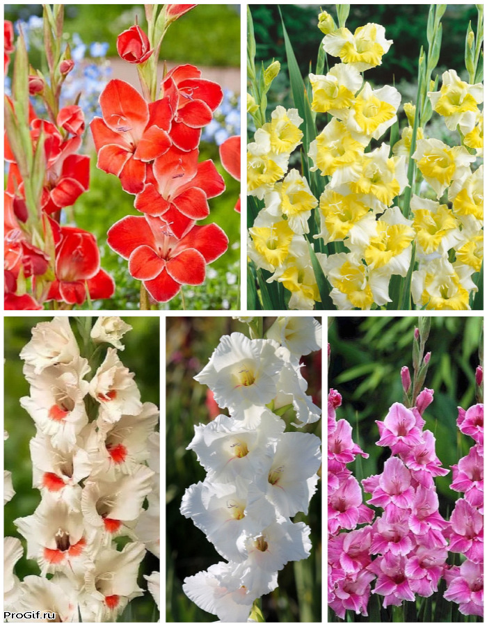 

Микс гладиолусов голландской селекции Гимн весне 5 шт.