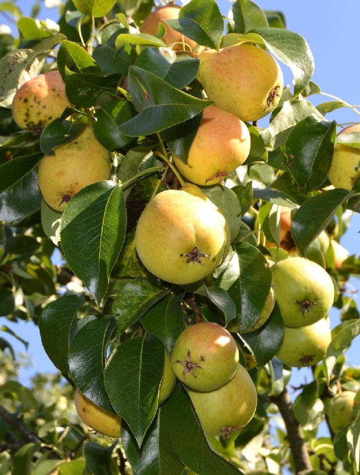 

Груша Раннелетняя